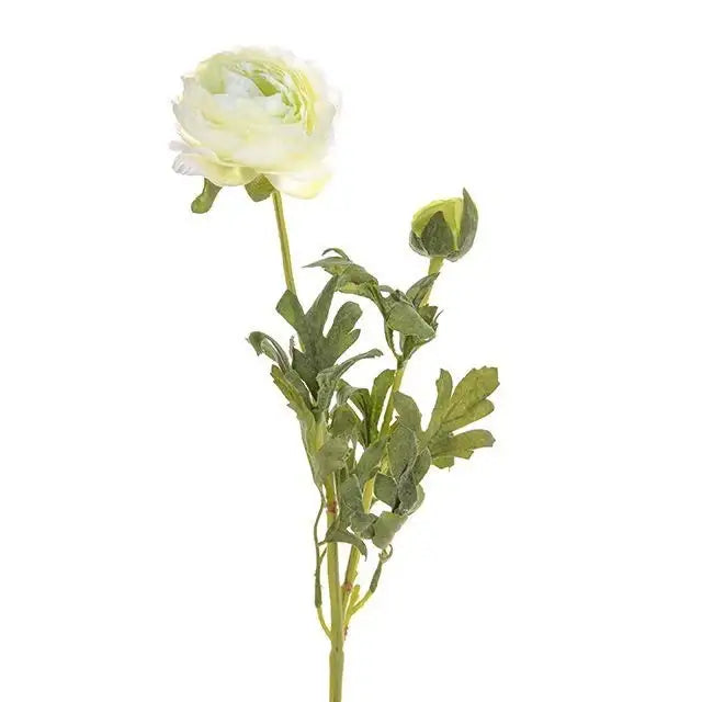 Cream Ranunculus