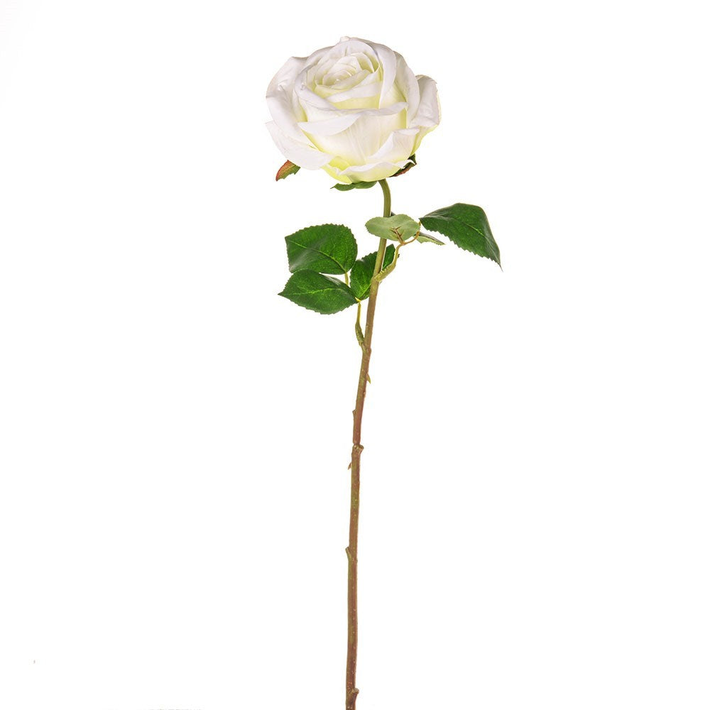 Cream Fiesta Rose