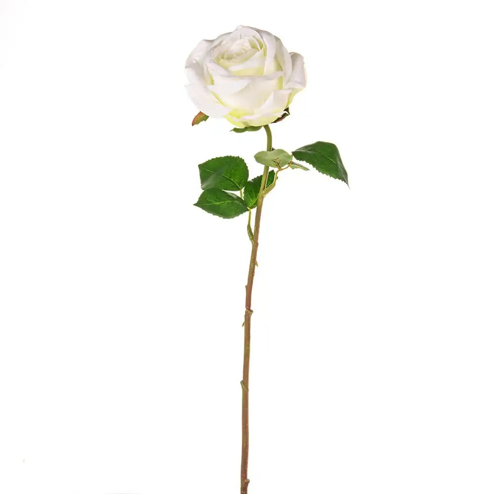 Cream Fiesta Rose