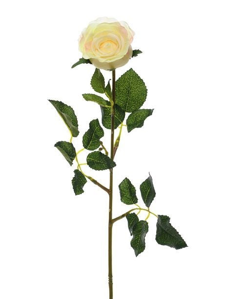 Discover the Cream Precious Rose Bud (59cm) at Bristow Direct