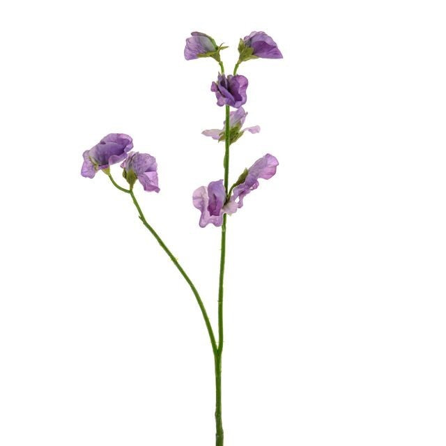 Discover the Sweetpea Stem Lilac at Bristow Direct