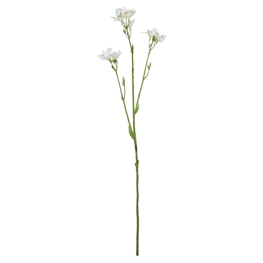 Discover the White Belamcanda Chinensis Spray (60cm) at Bristow Direct