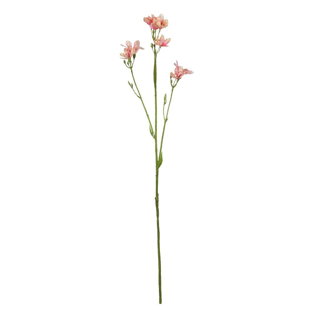 Discover the Light Pink Belamcanda Chinensis Spray (60cm) at Bristow Direct