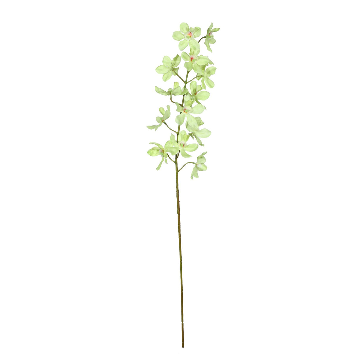 Discover the Green Dendrobium Orchid Spray (72cm) at Bristow Direct