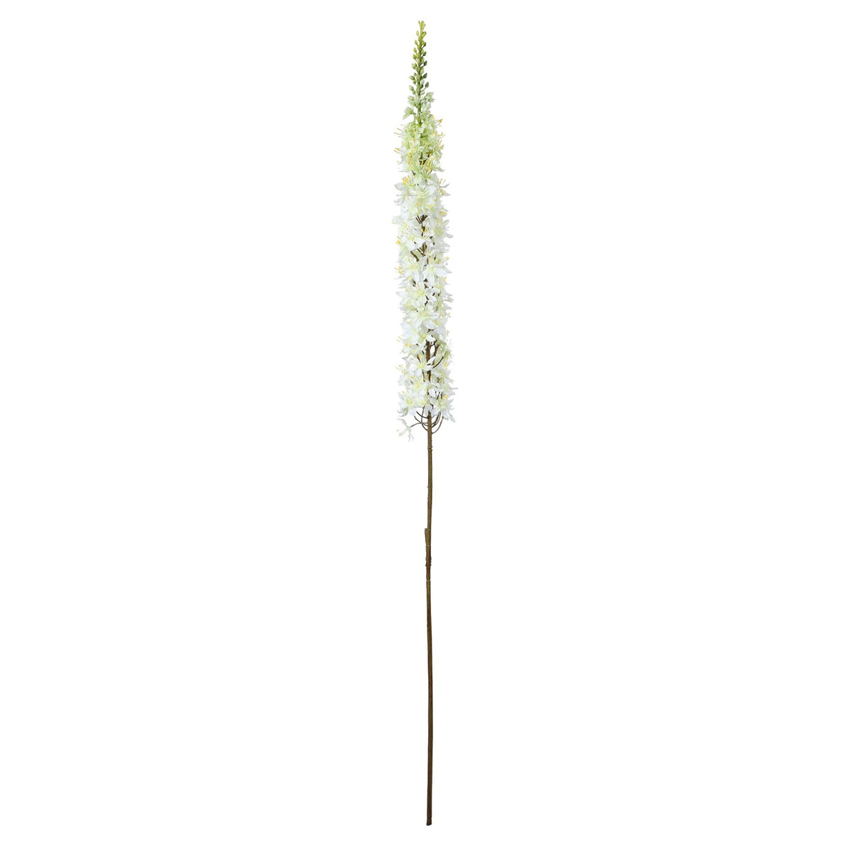 Discover the Cream Single Foxtail Lily (109cm) at Bristow Direct