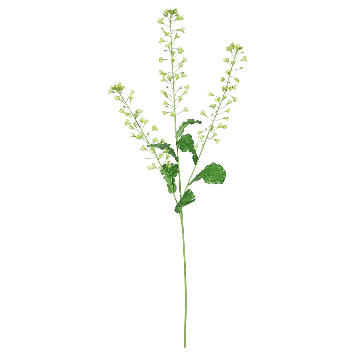 Discover the Rapeseed Flower Green (111cm) at Bristow Direct