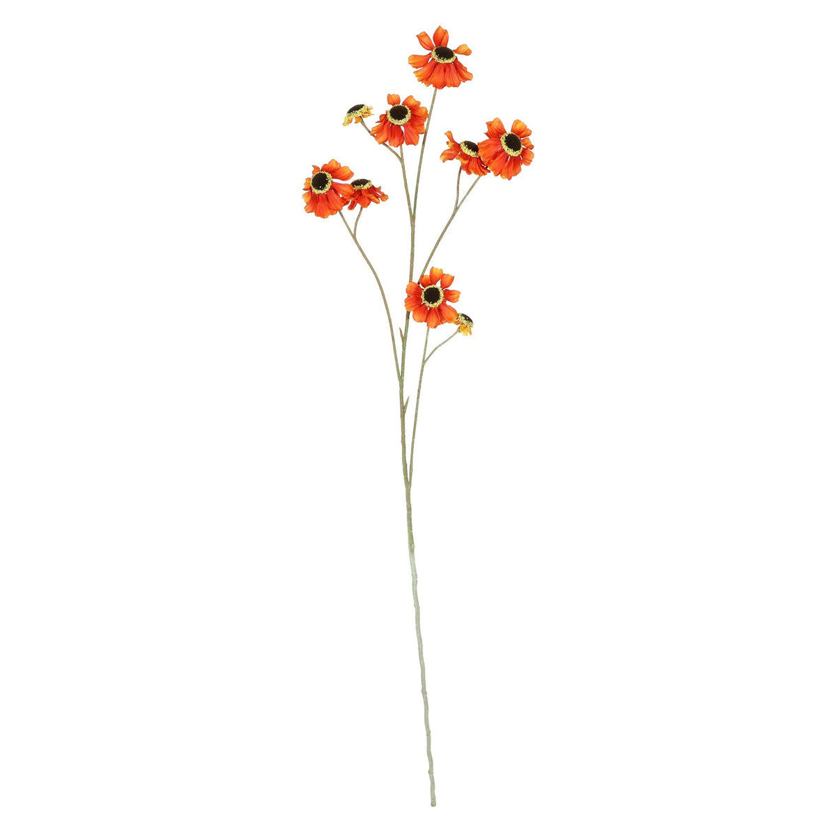 Discover the Dark Orange Helenium Flower (101cm) at Bristow Direct