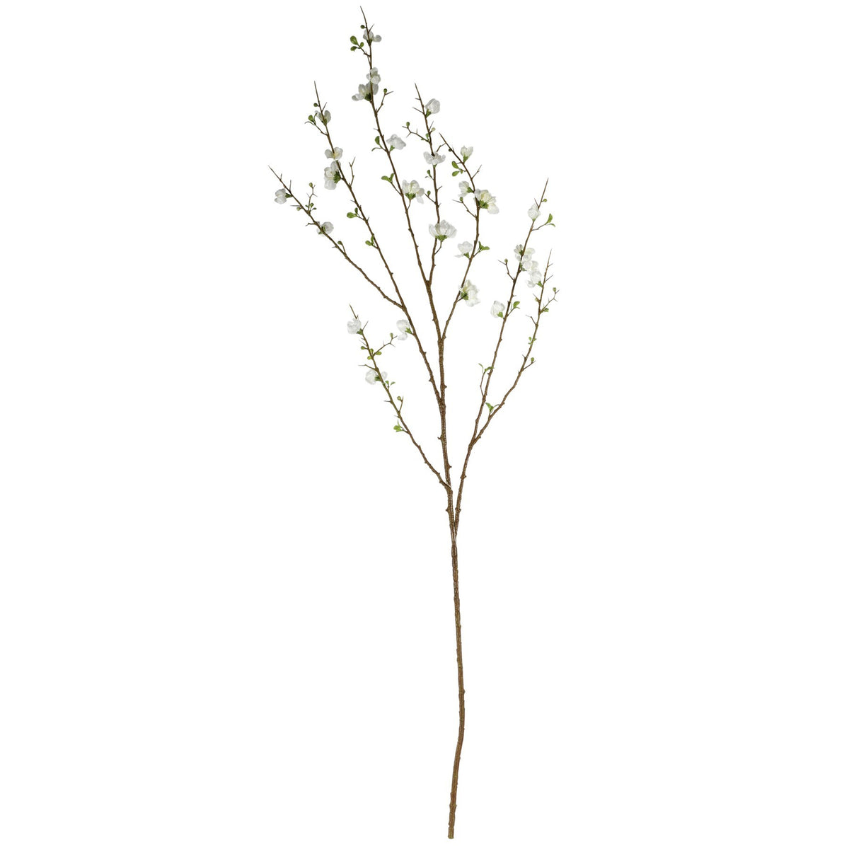 Discover the Cream Plum Blossom (127cm) at Bristow Direct