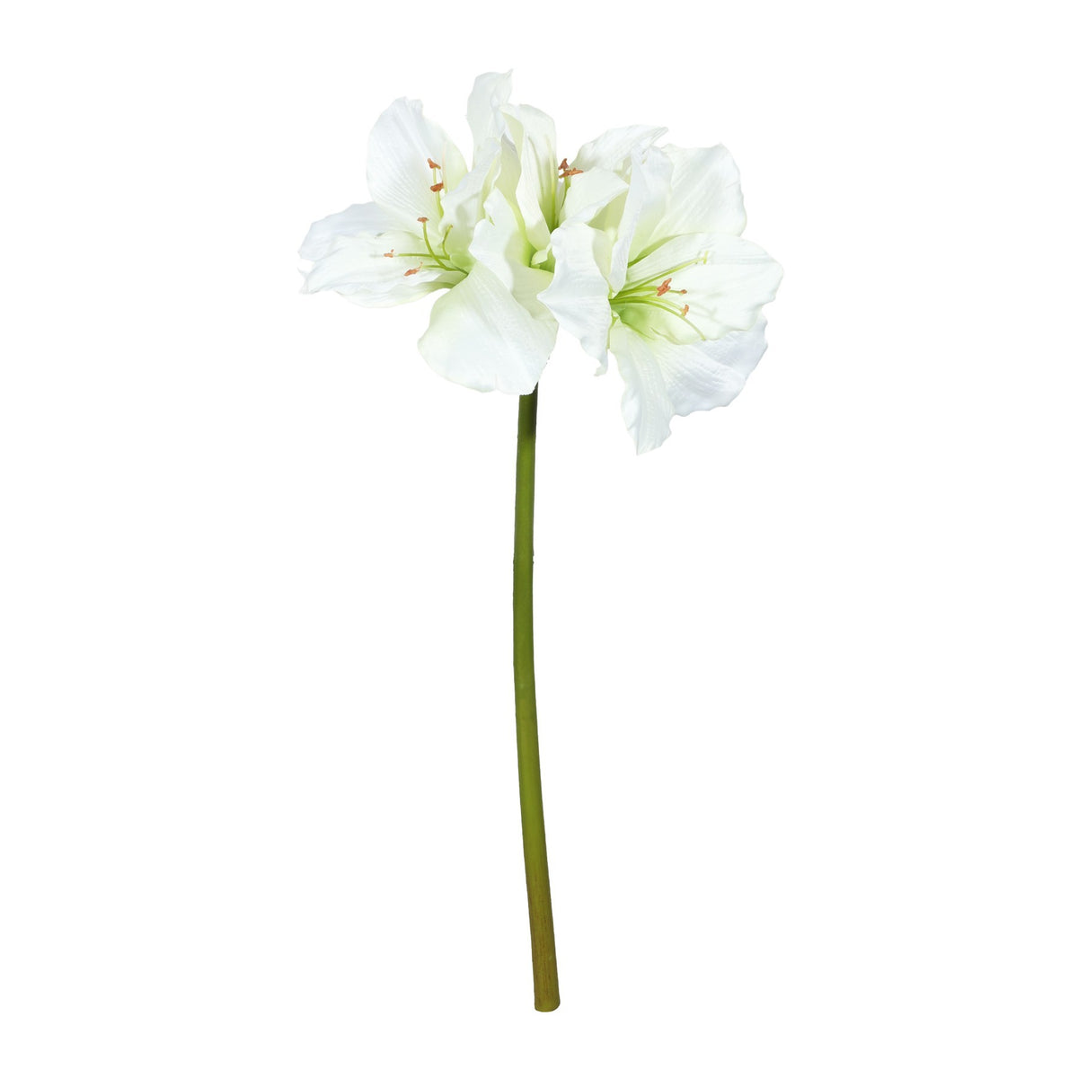 Discover the Hippeastrum Spray Cream x 3 (83cm) at Bristow Direct