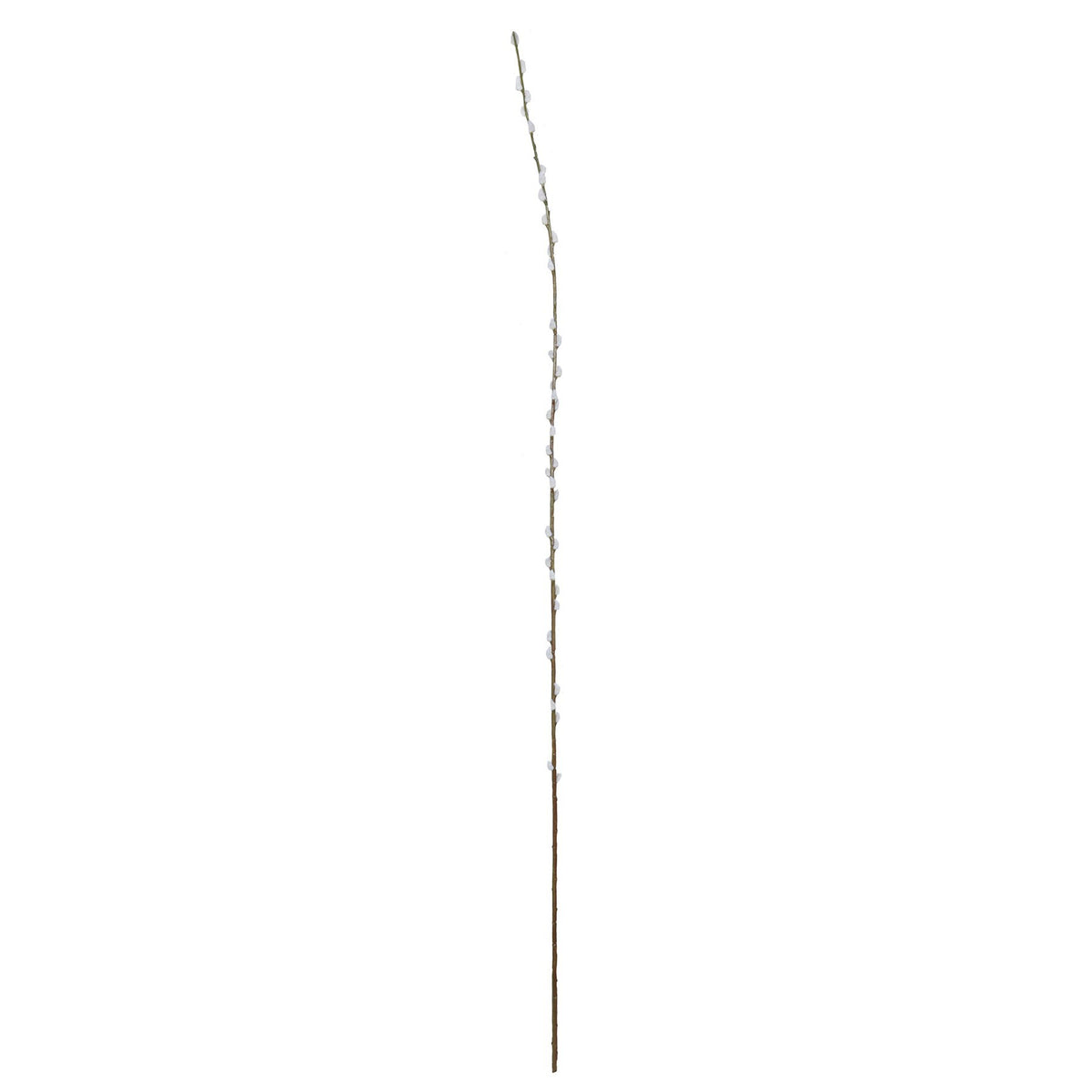 Discover the White Single Salix (182cm) at Bristow Direct