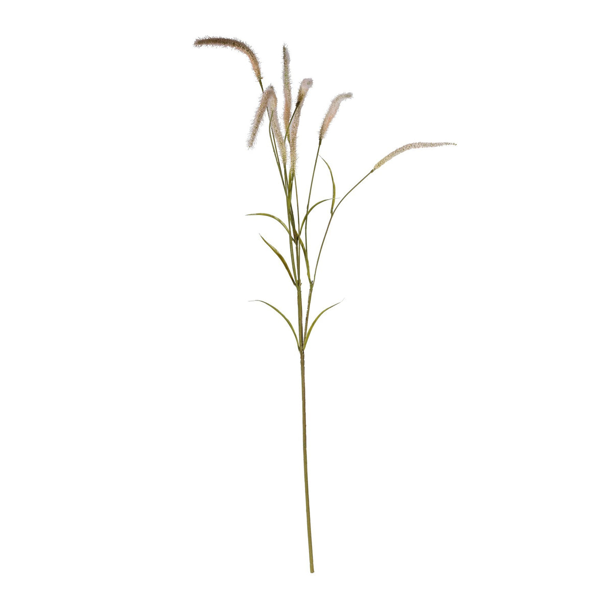 Discover the Cream Setaria Grass Spray (105cm) at Bristow Direct