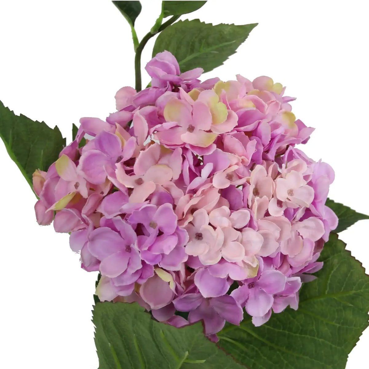 Large Hydrangea Purple and Pink