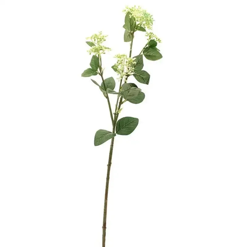 Viburnum Tinus Spray Green and White