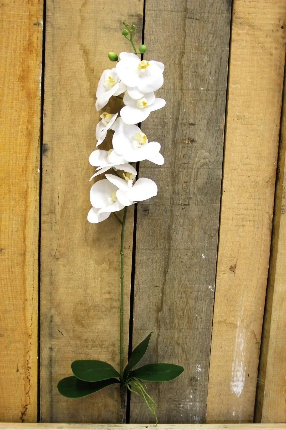 White Phalaenopsis Spray 33.5 Inch