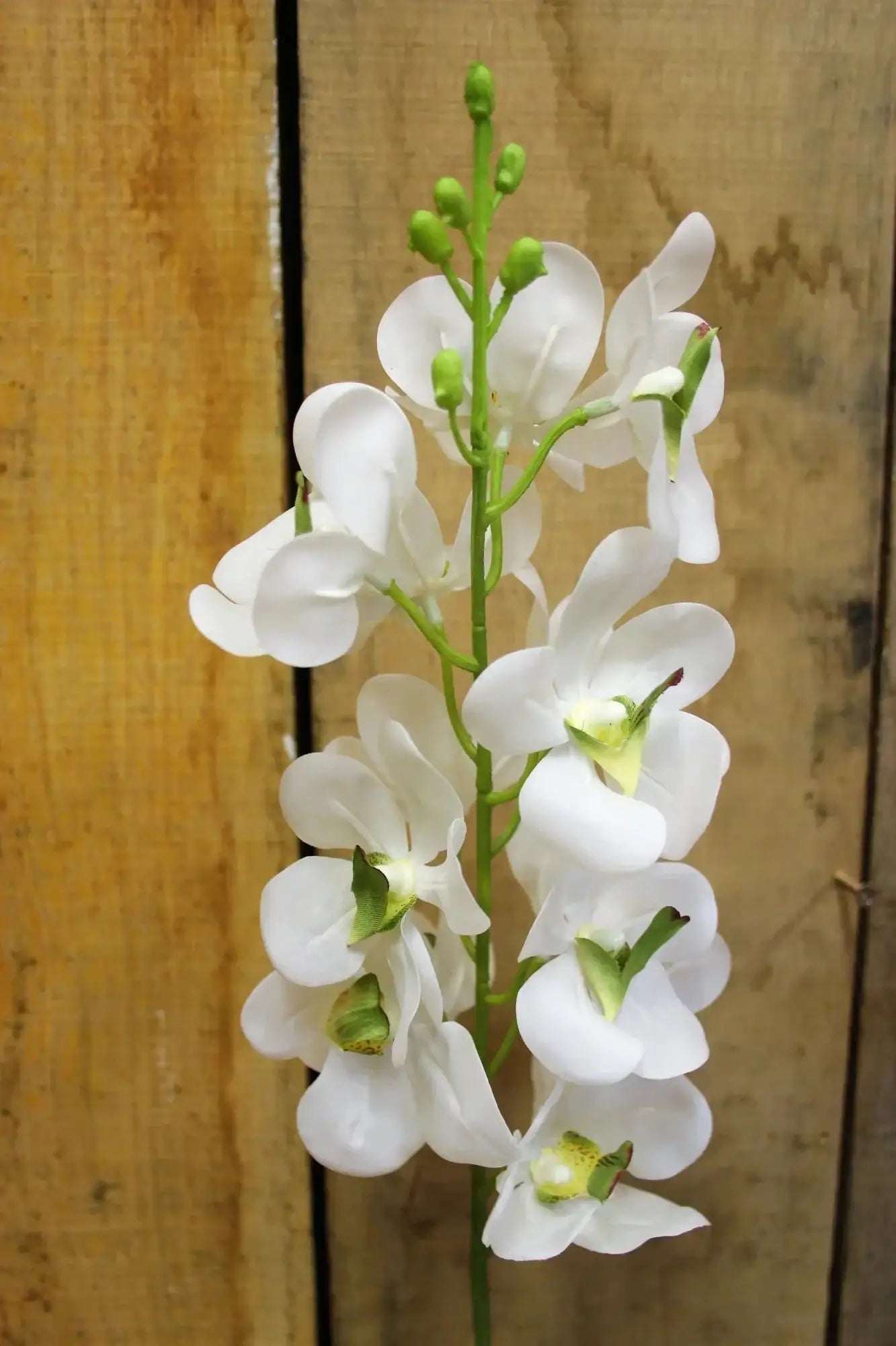 White Ascocenda Spray 28.5 Inch