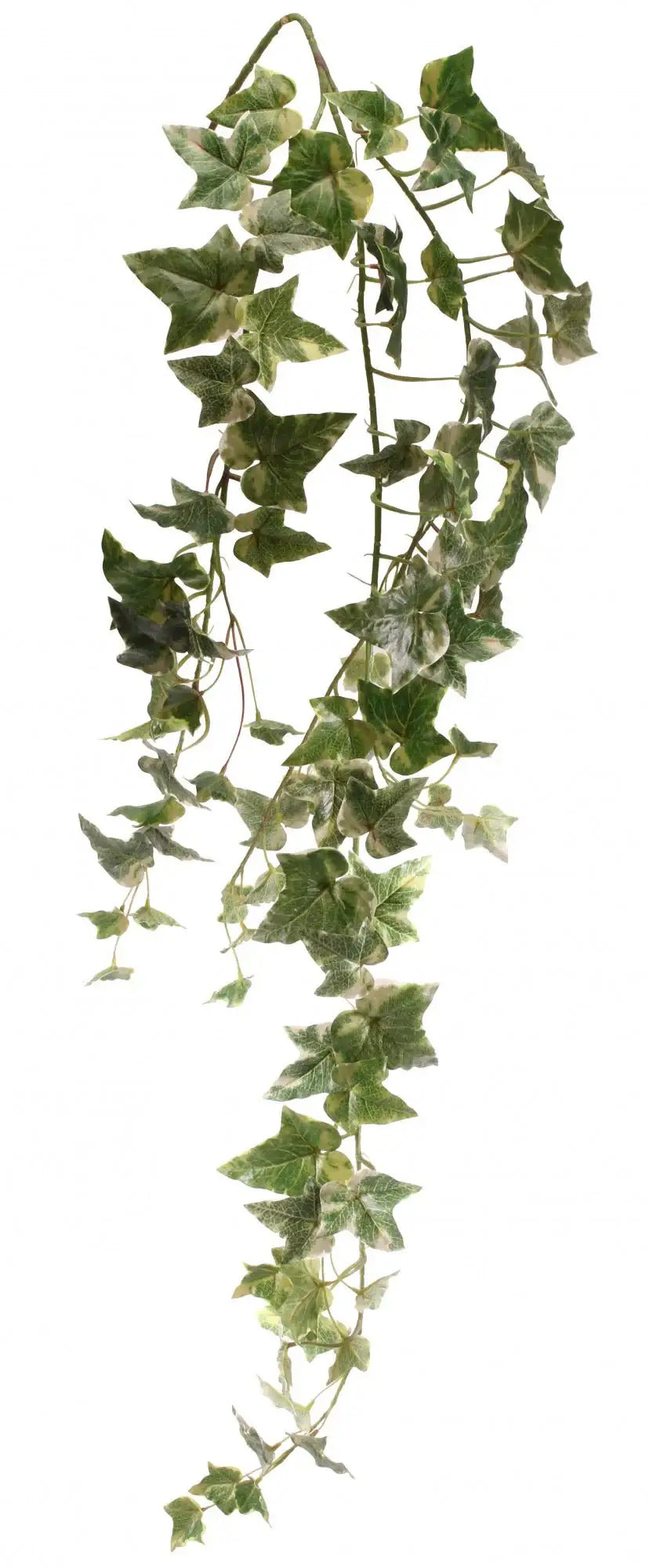 Holland Ivy Vine 46 Inch