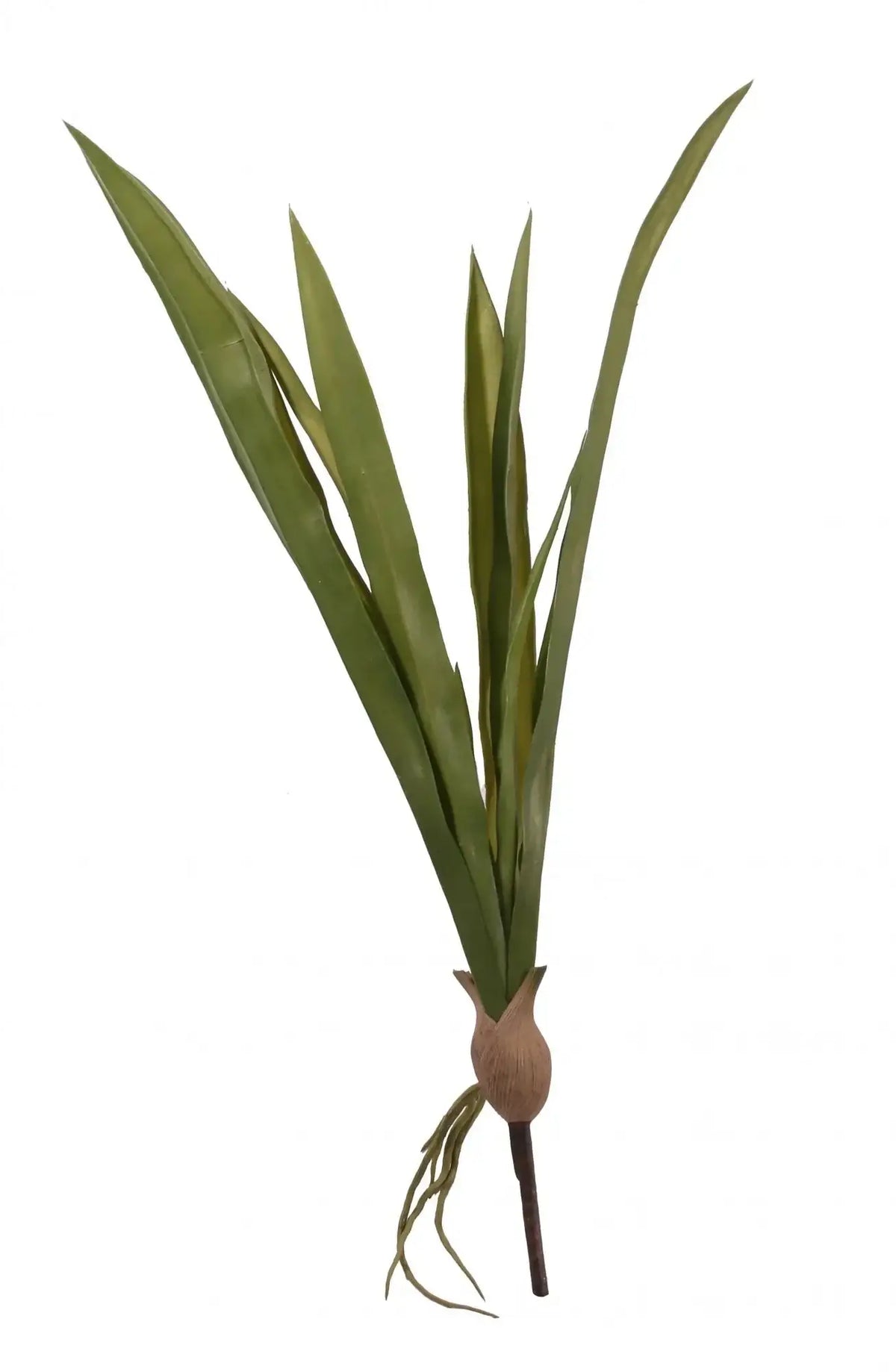 Cymbidium Leaves 23 Inch