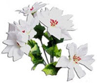 Discover the White Poinsettia Bush at Bristow Direct