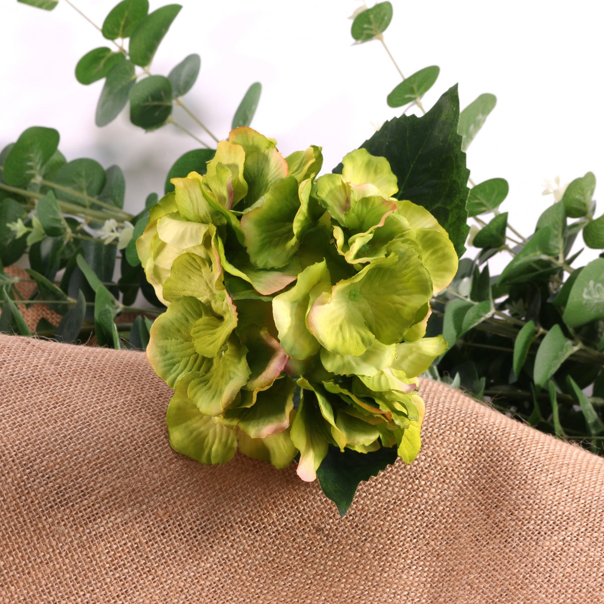 Discover the Hydrangea Green Pick at Bristow Direct
