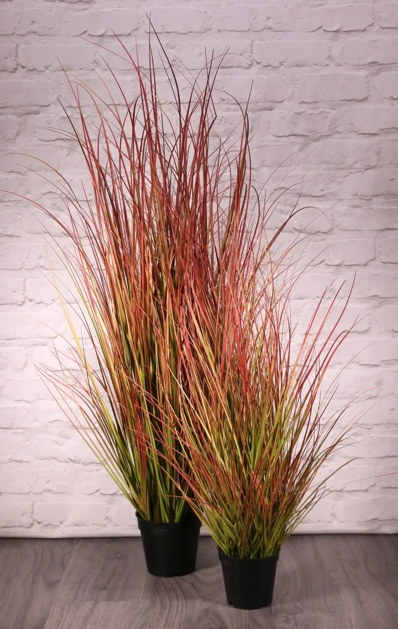 Two potted ornamental grasses with red, gold, and green blades, ideal for home décor and gifts.