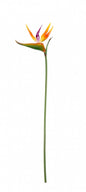 Small Bird of Paradise Stem