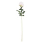 Arundel Rose Cream
