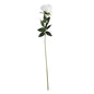 Arundel Rose White