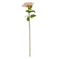 Queen Chrysanthemum Peach