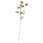 Buckingham Spray Chyrsanthemum Orange