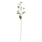 Buckingham Spray Chrysanthemum White