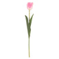 Tulip Pink