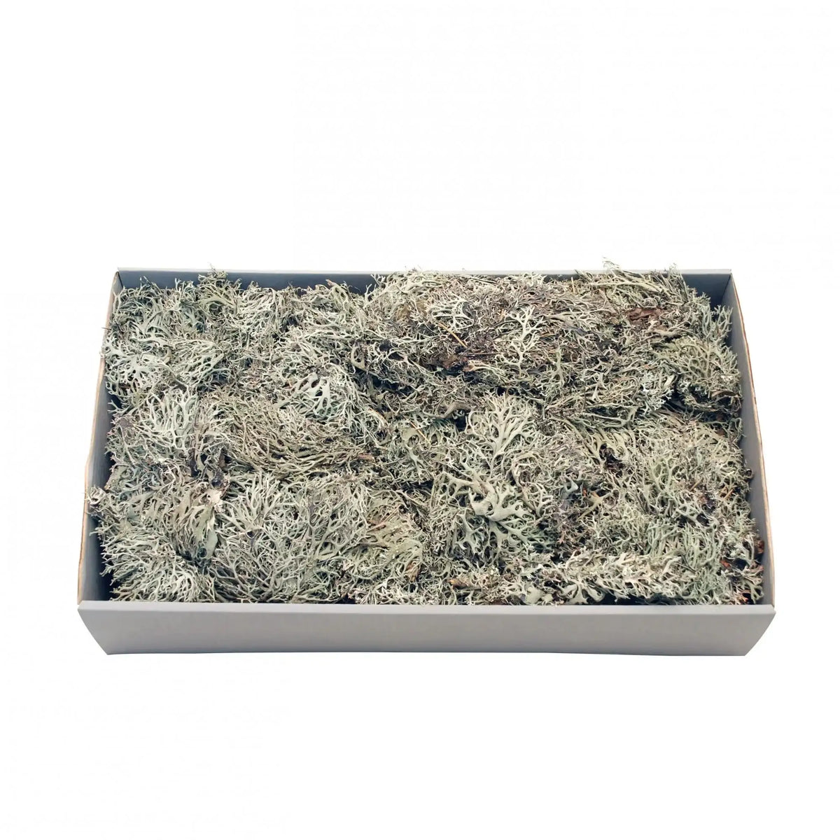 Grey Moss with Tray (500gr)