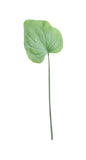 Large Hosta Leaf Green (56cm)