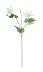White Garden Clematis (76cm)