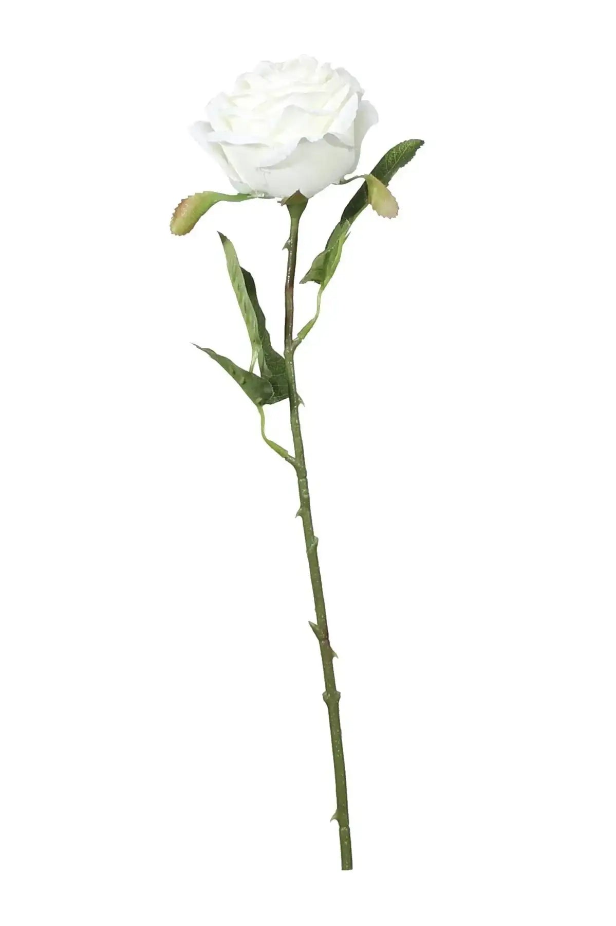 Cream Fantasia Rose (51cm)