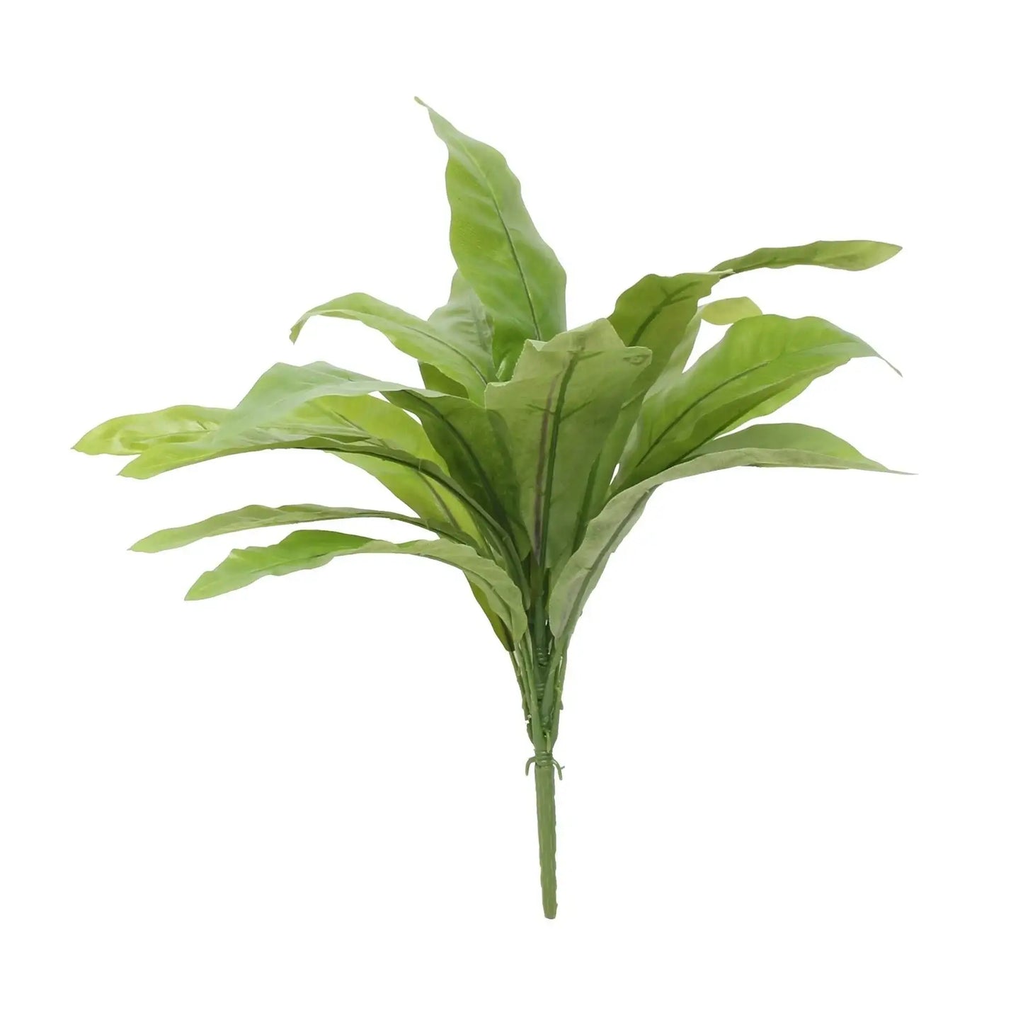 Bird Nest Fern (17Inch)