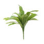 Bird Nest Fern (17Inch)