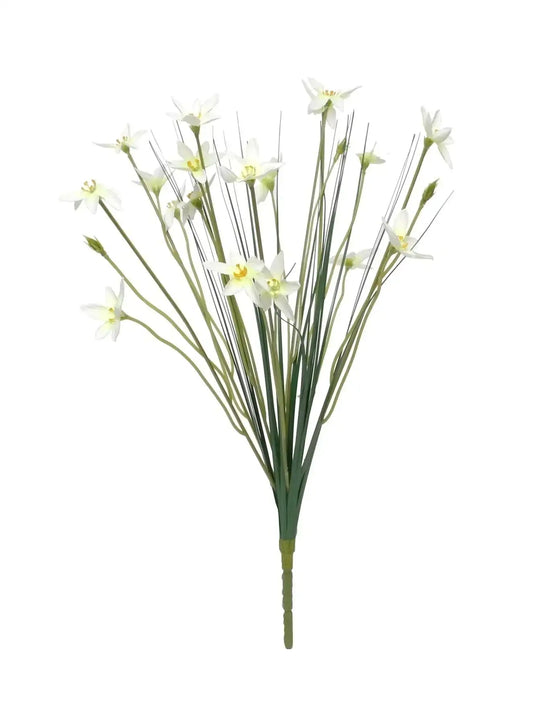 Zephyranthes Candida Bush (17Inch)