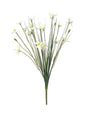 Zephyranthes Candida Bush (17inch)