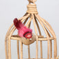Red Longtail Finch with clip