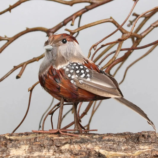 Ornamental ChaffInch Bird