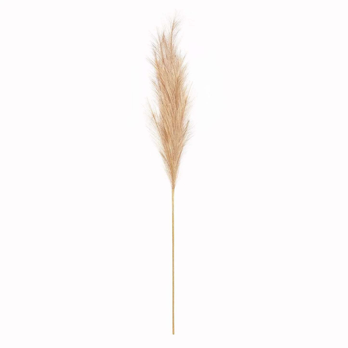 Luxury Natural Pampas Grass