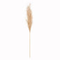 Luxury Natural Pampas Grass