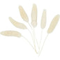 Bunny Tail Grass (Pack of 6)