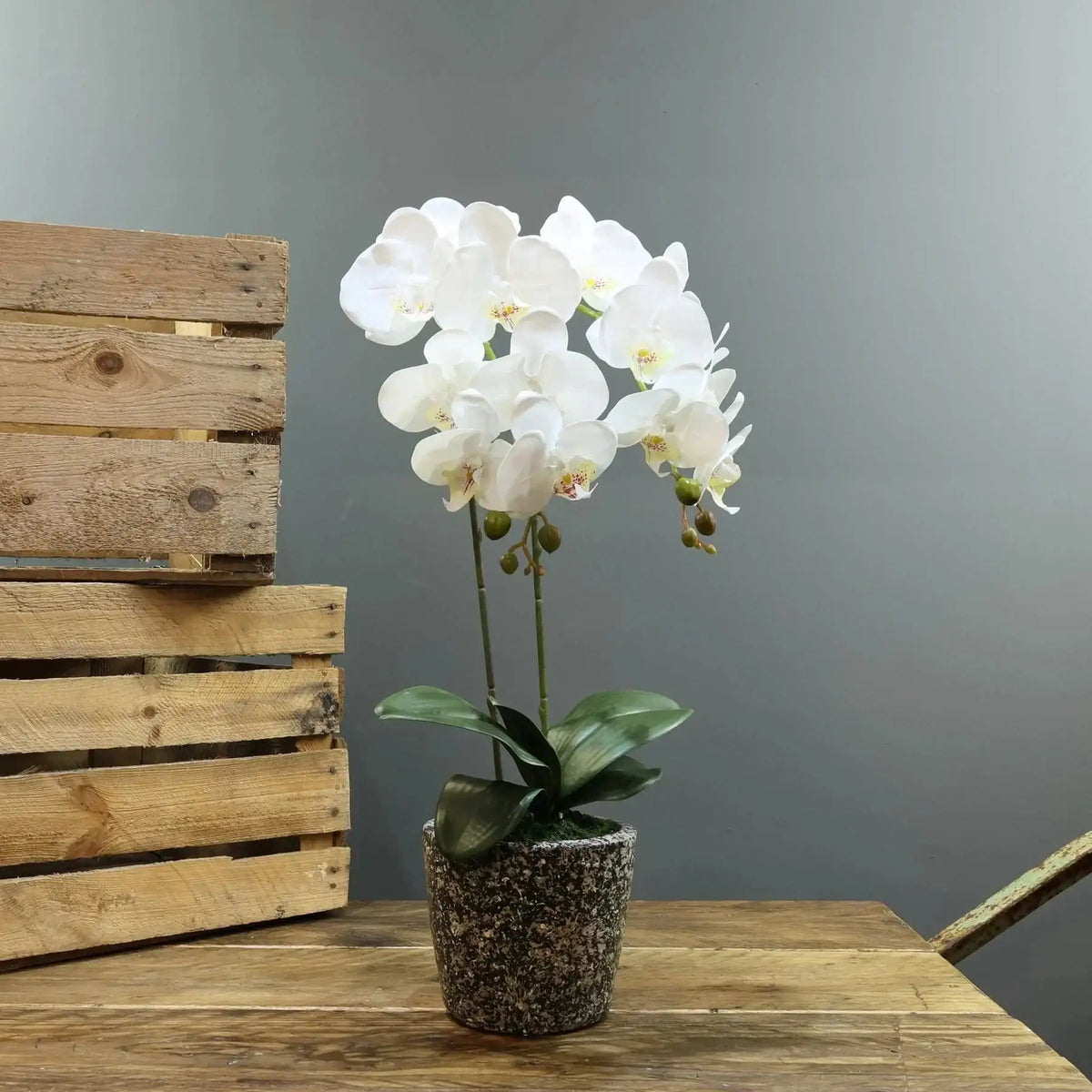 Artificial White Aragon Phalaenopsis in Planter 56cm (Medium - 2 Stems)