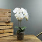 Artificial White Aragon Phalaenopsis in Planter 56cm (Medium - 2 Stems)