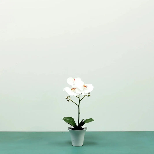White Aragon Phalaenopsis in Ceramic Pot H38cm (1 stem)