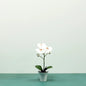 White Aragon Phalaenopsis in Ceramic Pot H38cm (1 stem)