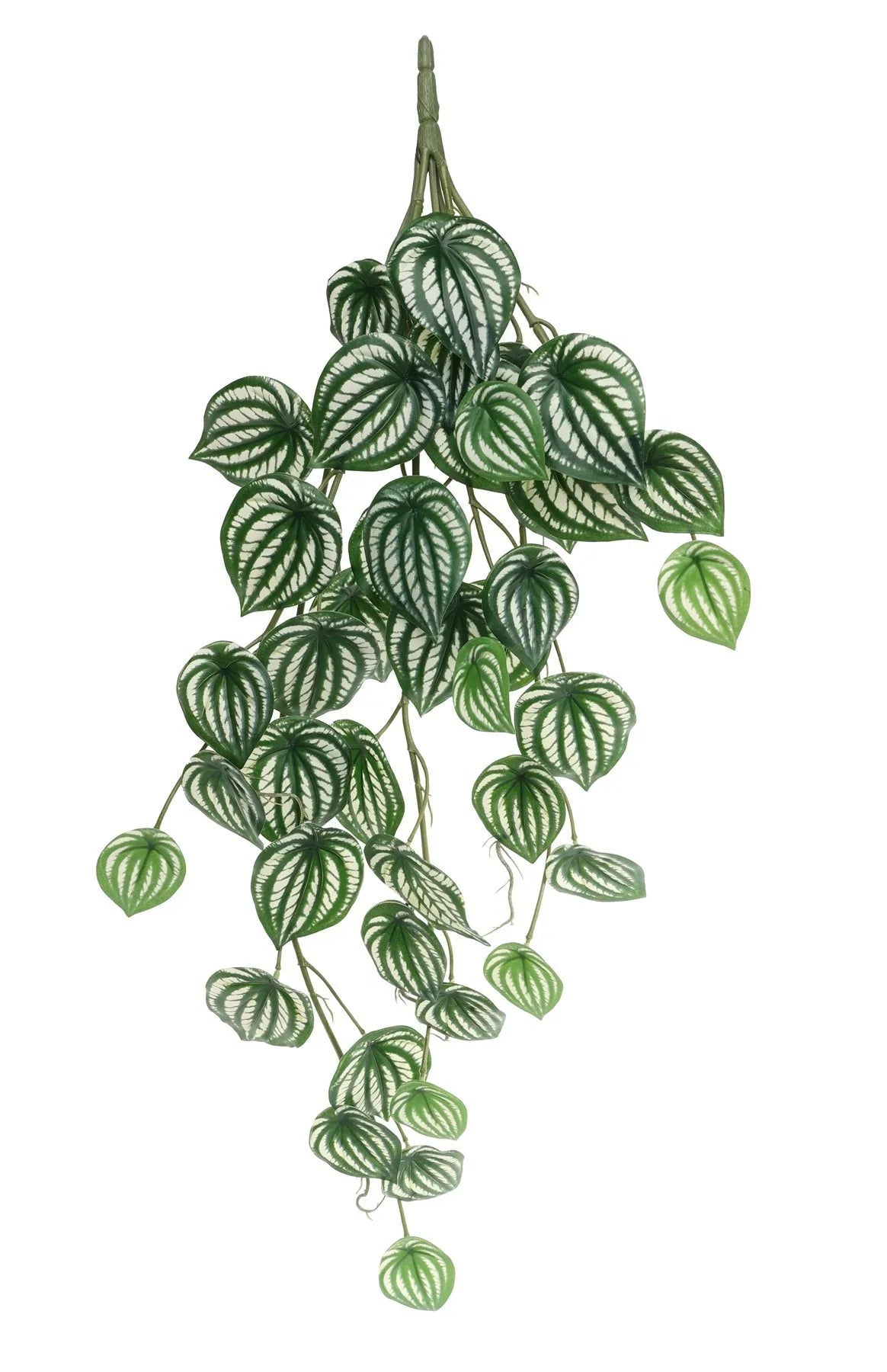 Trailing Calathea Houseplant (80cm)