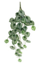 Trailing Calathea Houseplant (80cm)